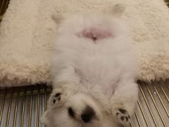 -悠尼宠物·独立低压伊珊娜洗护·美容·寄养(兰谷路店)
