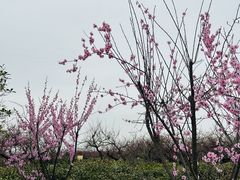 -南京市无想山景区