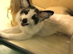 -藦茜花园宠物主题亲子互动体验馆(国顺东路店)
