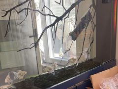 -伟伟宠物医院·CT影像中心·瑞派犬猫综合性门诊(汉口总院)