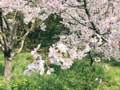 -上海滨江森林公园