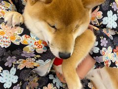 -豆柴町-柴犬主题狗咖(红鼎国际C座店)