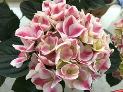 -龙大花卉苗木市场