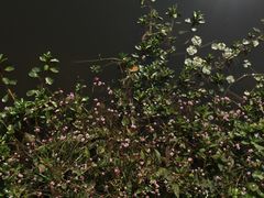 -浙江农林大学(东湖校区)