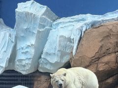 -海合安武汉极地海洋公园