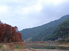 -小芝红树林