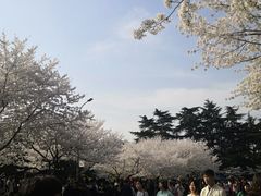 -武汉大学-樱园