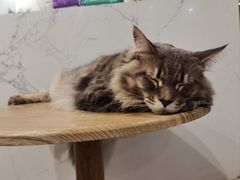 -楼上猫咖(罗湖店)