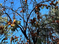 -三里屯东五街银杏大道