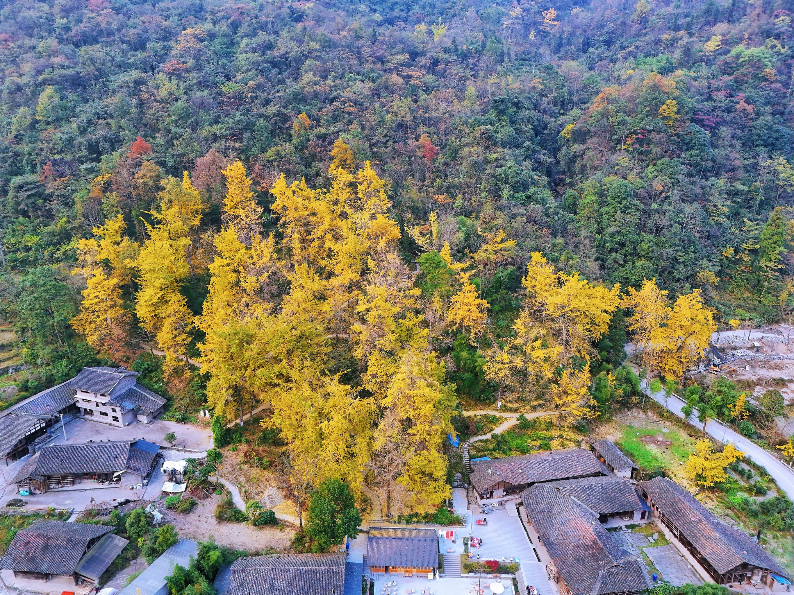 南川银杏村