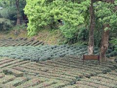 -十八棵（老龙井）御茶园(老龙井店)