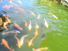 -蓬莱仙岛