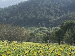 -径山花海
