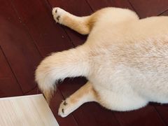 -喜柴咖啡·柴犬狗咖