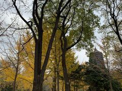 -玲珑塔公园