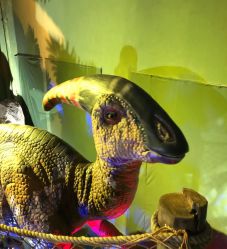 -恐龙探索乐园(磁器口店)