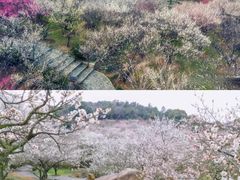 -香雪海