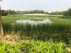 -东郊湿地公园