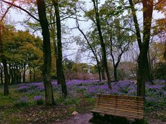 -上海共青森林公园