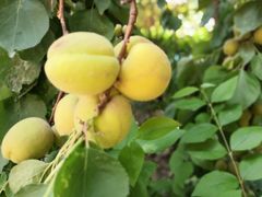 -郑州方特梦幻王国