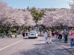 -武汉大学-樱园