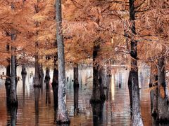 -白鹭湾湿地公园