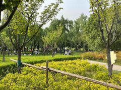 -洨河生态公园