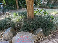 -中国科学院西双版纳热带植物园