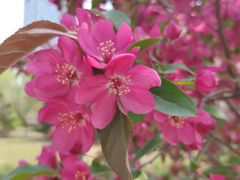 -长白岛森林公园