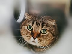 -凯特喵百思猫专科医院