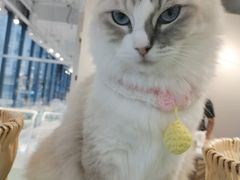 -怪兽屋·羊驼·猫咖·狗咖(俊华广场店)