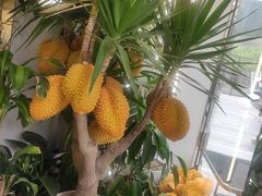-猫王榴莲世家(三里屯SOHO商场店)