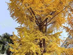 -四川大学(华西校区)