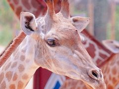 -杭州野生动物世界