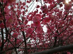 -桃花岛公园