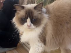 -平行世界·猫咖(首经贸店)