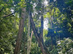 -西双版纳原始森林公园