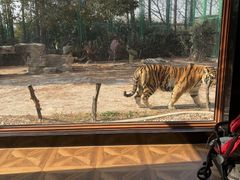 -上海野生动物园老虎餐厅