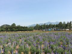 -北京东方普罗旺斯薰衣草庄园