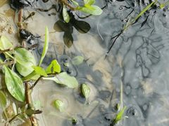 -金谷域澳洲庄园