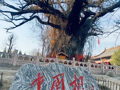 -大槐树寻根祭祖园