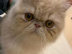 -飞行喵MR PILOT|猫舍·猫咖(静安大融城店)