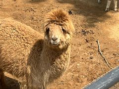 -秦皇岛野生动物园