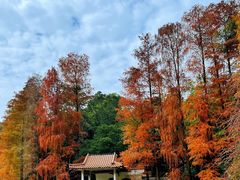 -深圳仙湖植物园
