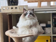 -FAELING PETS美天灵宠物(富力广场店)