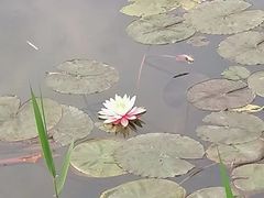 -重庆园博园