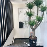 欧美风y2k千禧挑染👀秋冬显白绝绝子！