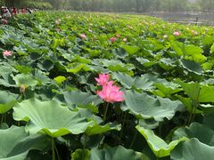 -莲花池公园