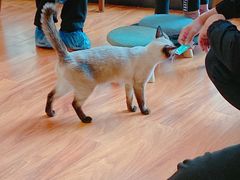 -猫爪屋猫咖(乐汇城店)