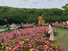-苏州上方山国家森林公园